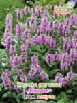 GardenShaman.eu – Nepeta nervosa Pink Cat