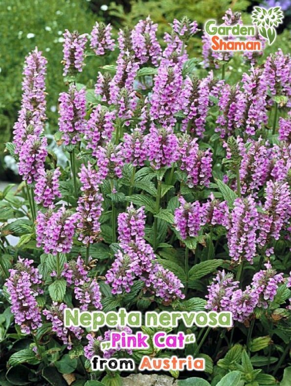 GardenShaman.eu Nepeta nervosa Pink Cat seeds Samen