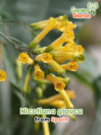 GardenShaman.eu – Nicotiana glauca