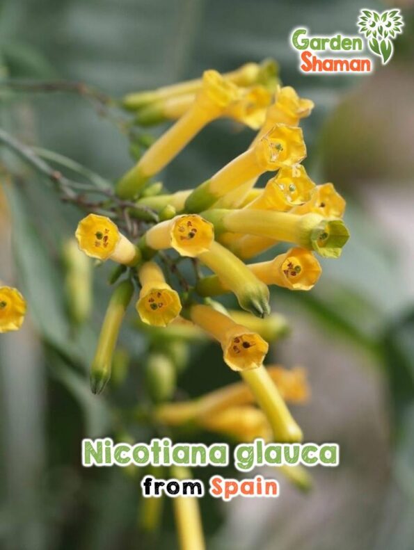 GardenShaman.eu - Nicotiana glauca Samen seeds