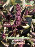 GardenShaman.eu - Rotgefleckter Basilikum Ocimum basilicum Ararat Samen seeds