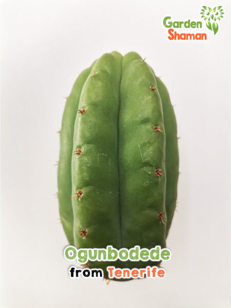 GardenShaman.eu - Ogunbodede Ogun Cactus Trichocereus