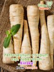 GardenShaman.eu - Petroselinum crispum ssp. tuberosum „Kinsky“ Samen seeds