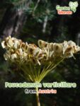 GardenShaman.eu – Peucedanum verticillare