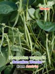 GardenShaman.eu - Phaseolus vulgaris - Trockenbohne Canadian Wonder Samen seeds