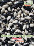 GardenShaman.eu - Phaseolus vulgaris var. nanus Dalmatin Seeds