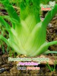 GardenShaman.eu - Knollenfenchel "Perfektion" Foeniculum vulgare - Samen seeds