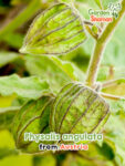 GardenShaman.eu - Physalis angulata Samen seeds