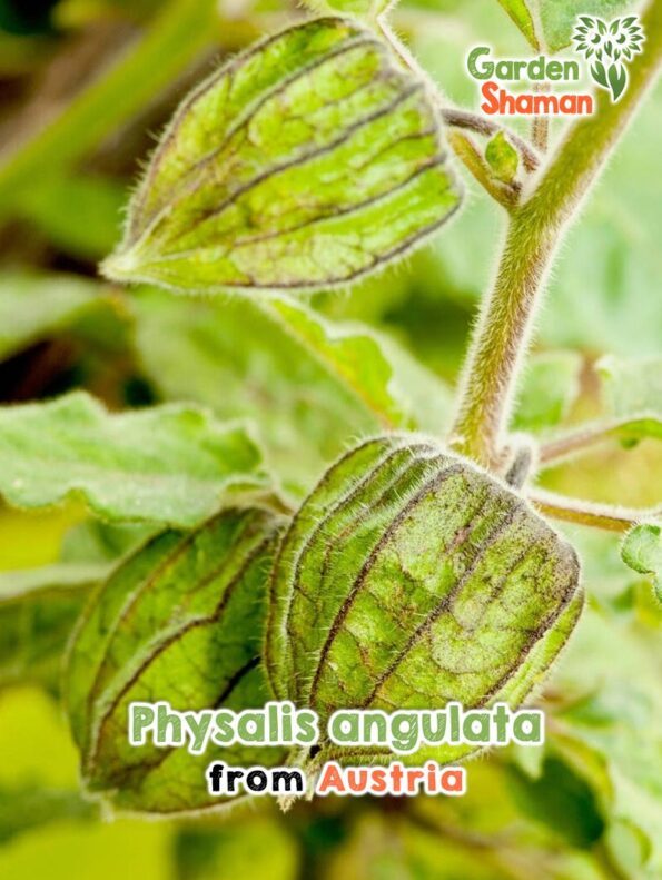 GardenShaman.eu - Physalis angulata Samen seeds