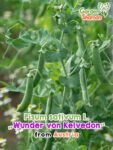 GardenShaman.eu - Markerbse Wunder von Kelvedon - Pisum sativum L Samen seeds