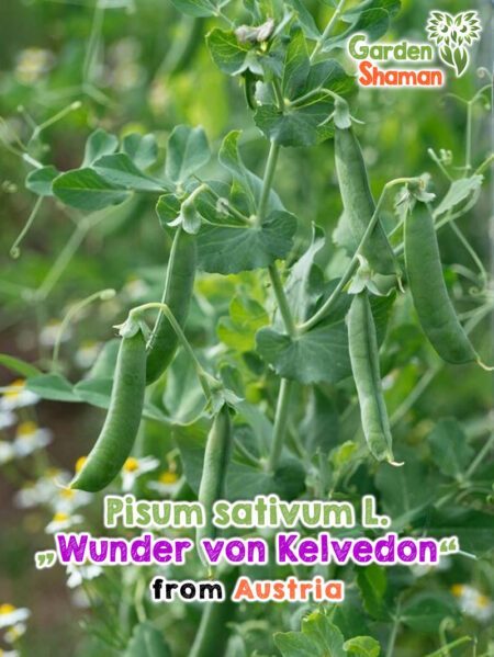 GardenShaman.eu - Guisante Marrowfat Wonder de Kelvedon - Pisum sativum L semillas