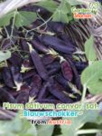 GardenShaman.eu – Pisum sativum convar. sat. Blauwschokker