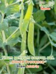 GardenShaman.eu – Pisum sativum convar. sat. Douce Provence