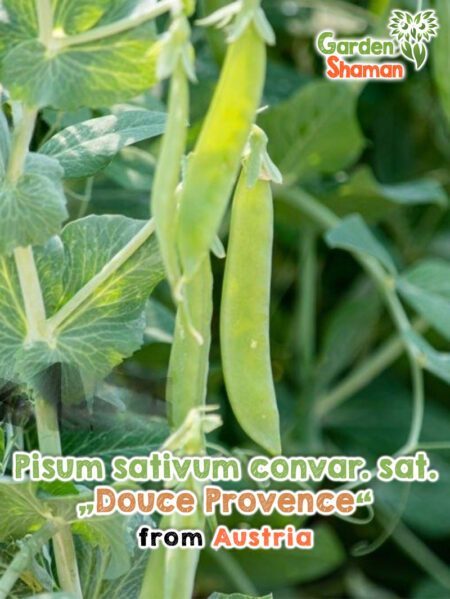 GardenShaman.eu - Pisum sativum convar. sat. Douce Provence semillas