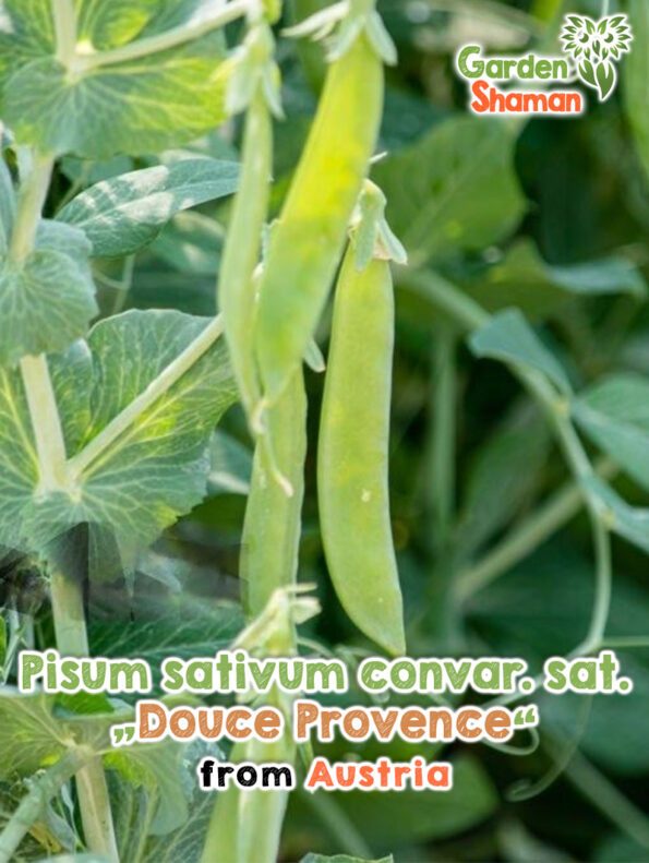 GardenShaman.eu - Pisum sativum convar. sat. Douce Provence Samen seeds