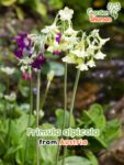 GardenShaman.eu – Primula alpicola