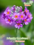 GardenShaman.eu - Primula beesiana Samen seeds