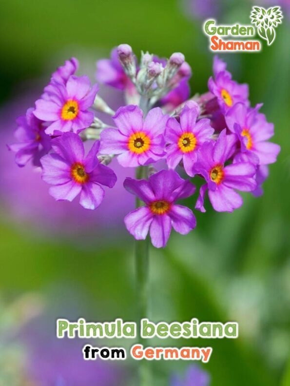 GardenShaman.eu - Primula beesiana Samen seeds