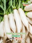 GardenShaman.eu - Raphanus sativus Daikon Samen seeds