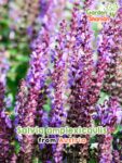 GardenShaman.eu – Salvia amplexicaulis