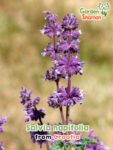 GardenShaman.eu – Salvia napifolia