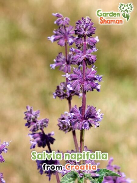 GardenShaman.eu - Semillas de Salvia napifolia