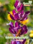 GardenShaman.eu – Salvia pachyphylla