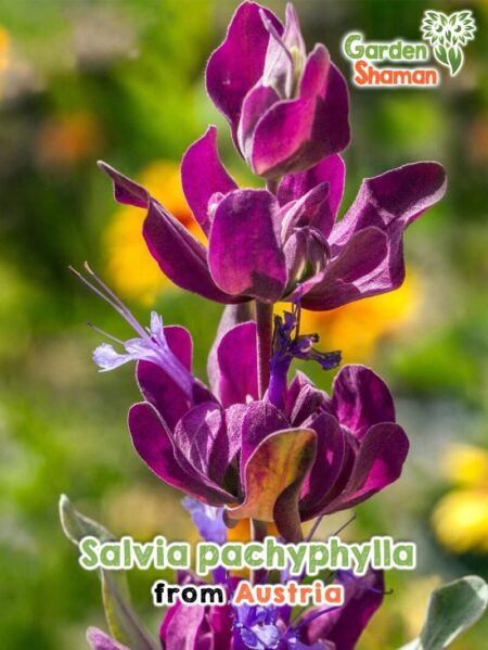 GardenShaman.eu - Mojave Sage, Salvia pachyphylla seeds seeds