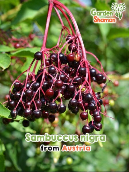 GardenShaman.eu - Sambuccus nigra elderberry seeds fruits