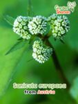 GardenShaman.eu – Sanicula europaea