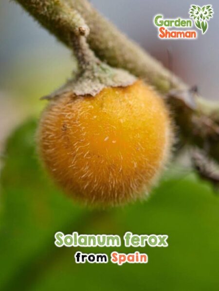 GardenShaman.eu - Solanum ferox Haarige Aubergine seeds Samen