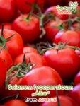 GardenShaman.eu – Solanum lycopersicum Alka