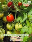 GardenShaman.eu – Solanum lycopersicum Maskotka