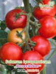 GardenShaman.eu - Solanum lycopersicum Moneymaker Samen seeds