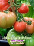 GardenShaman.eu – Solanum lycopersicum Saint Pierre