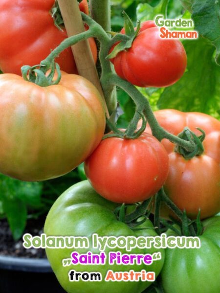 GardenShaman.eu - Solanum lycopersicum Saint Pierre Samen seeds