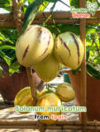 GardenShaman.eu – Solanum muricatum