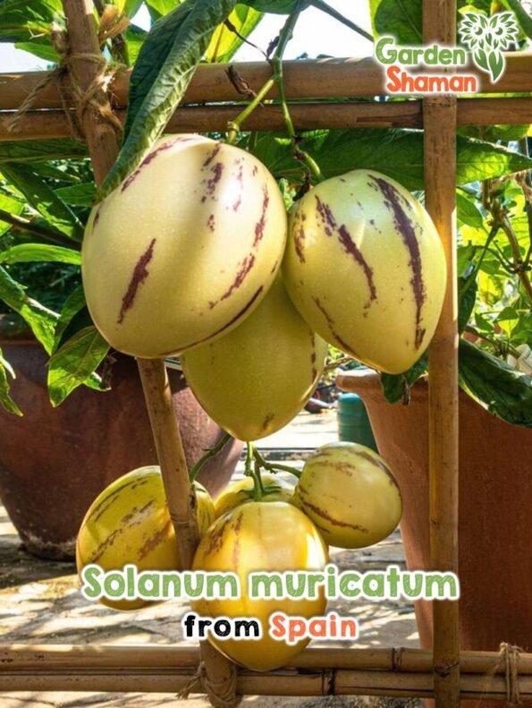 GardenShaman.eu Solanum muricatum Pepino Samen seeds