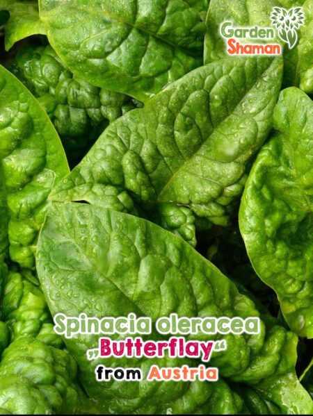 GardenShaman.eu - Spinacia oleracea Butterflay Samen seeds