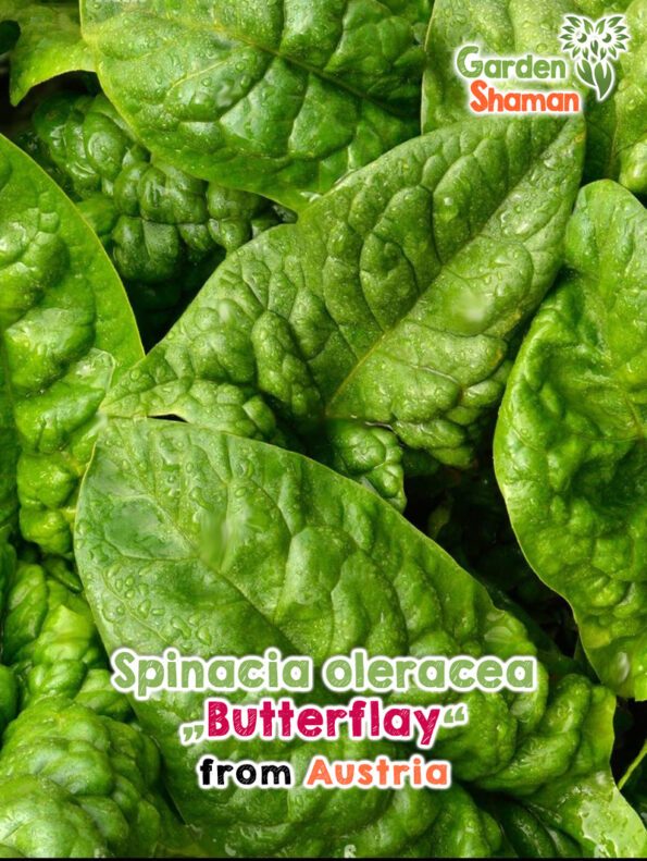 GardenShaman.eu - Spinacia oleracea Butterflay seeds seeds