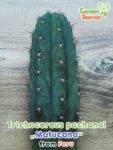 GardenShaman.eu - Trichocereus pachanoi Matucana semillas semillas