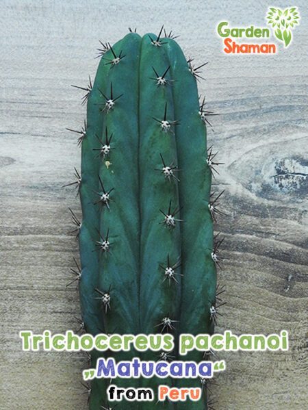 GardenShaman.eu - Graines de Trichocereus pachanoi Matucana