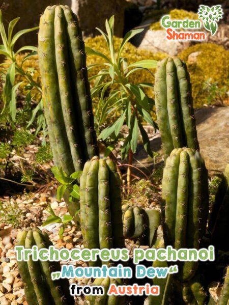 GardenShaman.eu - Graines de Trichocereus pachanoi Mountain Dew