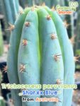 GardenShaman.eu - Trichocereus peruvianus SharxxBlue seeds Seeds