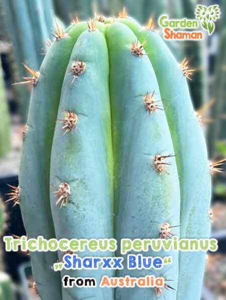 GardenShaman.eu - Trichocereus peruvianus SharxxBlue seeds Graines