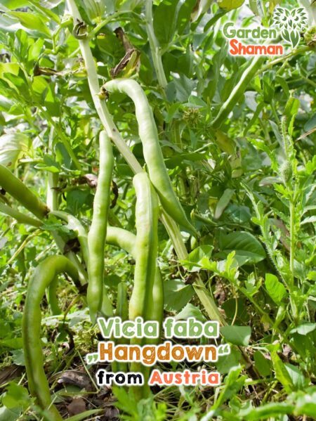 GardenShaman.eu - Semillas de Vicia faba Hangdown