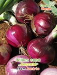 GardenShaman.eu – Allium cepa Amposta