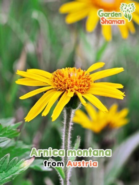 GardenShaman.eu - Arnica montana seeds Samen