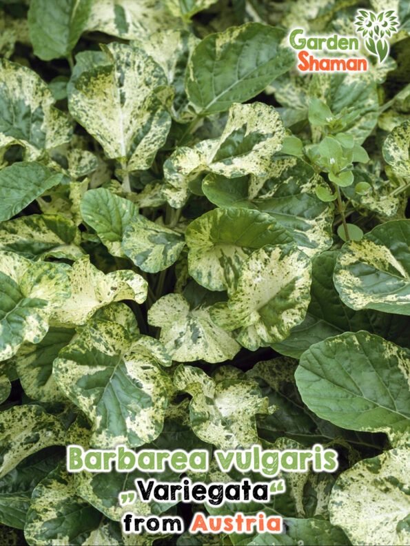 GardenShaman.eu - Barbarea vulgaris variegata Samen seeds