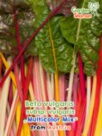 GardenShaman.eu – Beta vulgaris subsp. vulgaris Multicolor Mix